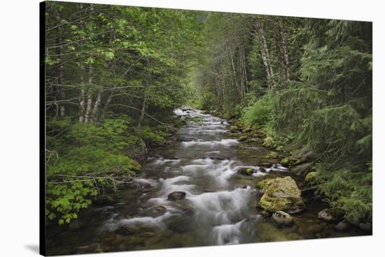 USA, Washington State. Beckler River, Mount Baker Snoqualmie National Forest.-Alan Majchrowicz-Stretched Canvas