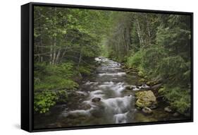 USA, Washington State. Beckler River, Mount Baker Snoqualmie National Forest.-Alan Majchrowicz-Framed Stretched Canvas