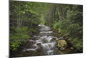 USA, Washington State. Beckler River, Mount Baker Snoqualmie National Forest.-Alan Majchrowicz-Mounted Photographic Print