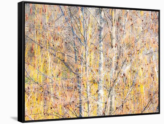 USA, Washington State, Bellevue, Alder tree with lichen and catkins early spring-Sylvia Gulin-Framed Stretched Canvas