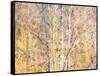 USA, Washington State, Bellevue, Alder tree with lichen and catkins early spring-Sylvia Gulin-Framed Stretched Canvas