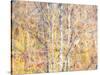 USA, Washington State, Bellevue, Alder tree with lichen and catkins early spring-Sylvia Gulin-Stretched Canvas