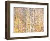 USA, Washington State, Bellevue, Alder tree with lichen and catkins early spring-Sylvia Gulin-Framed Photographic Print