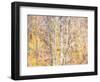 USA, Washington State, Bellevue, Alder tree with lichen and catkins early spring-Sylvia Gulin-Framed Photographic Print