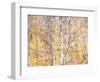 USA, Washington State, Bellevue, Alder tree with lichen and catkins early spring-Sylvia Gulin-Framed Photographic Print