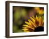 Usa, Washington State, Bellevue. Backlit common sunflower-Merrill Images-Framed Photographic Print