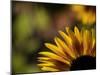 Usa, Washington State, Bellevue. Backlit common sunflower-Merrill Images-Mounted Photographic Print
