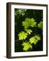 Usa, Washington State, Bellevue. Backlit glowing leaves of Bigleaf maple tree in sunlight-Merrill Images-Framed Photographic Print