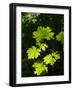 Usa, Washington State, Bellevue. Backlit glowing leaves of Bigleaf maple tree in sunlight-Merrill Images-Framed Photographic Print