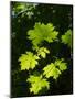 Usa, Washington State, Bellevue. Backlit glowing leaves of Bigleaf maple tree in sunlight-Merrill Images-Mounted Photographic Print