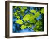 Usa, Washington State, Bellevue. Backlit glowing leaves of Vine maple tree in sunlight-Merrill Images-Framed Photographic Print