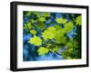 Usa, Washington State, Bellevue. Backlit glowing leaves of Vine maple tree in sunlight-Merrill Images-Framed Photographic Print