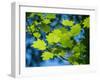 Usa, Washington State, Bellevue. Backlit glowing leaves of Vine maple tree in sunlight-Merrill Images-Framed Photographic Print