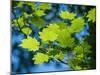 Usa, Washington State, Bellevue. Backlit glowing leaves of Vine maple tree in sunlight-Merrill Images-Mounted Photographic Print