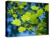 Usa, Washington State, Bellevue. Backlit glowing leaves of Vine maple tree in sunlight-Merrill Images-Stretched Canvas