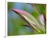 Usa, Washington State, Bellevue. Bear's breeches flower close-up-Merrill Images-Framed Photographic Print