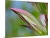 Usa, Washington State, Bellevue. Bear's breeches flower close-up-Merrill Images-Mounted Photographic Print