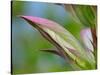 Usa, Washington State, Bellevue. Bear's breeches flower close-up-Merrill Images-Stretched Canvas