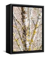USA, Washington State, Bellevue, Birch tree with lichen early spring-Sylvia Gulin-Framed Stretched Canvas
