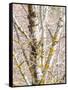 USA, Washington State, Bellevue, Birch tree with lichen early spring-Sylvia Gulin-Framed Stretched Canvas