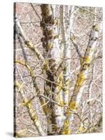 USA, Washington State, Bellevue, Birch tree with lichen early spring-Sylvia Gulin-Stretched Canvas