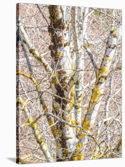 USA, Washington State, Bellevue, Birch tree with lichen early spring-Sylvia Gulin-Stretched Canvas