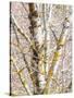 USA, Washington State, Bellevue, Birch tree with lichen early spring-Sylvia Gulin-Stretched Canvas