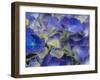 Usa, Washington State, Bellevue. Blue and white Bigleaf hydrangea flower-Merrill Images-Framed Photographic Print