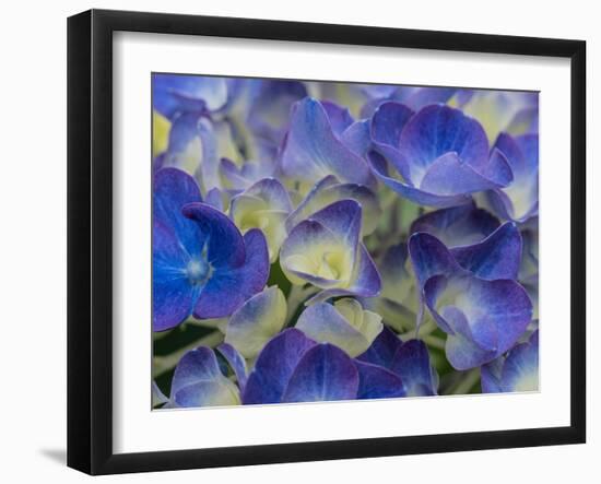 Usa, Washington State, Bellevue. Blue and white Bigleaf hydrangea flower-Merrill Images-Framed Photographic Print