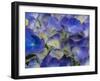 Usa, Washington State, Bellevue. Blue and white Bigleaf hydrangea flower-Merrill Images-Framed Photographic Print