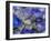 Usa, Washington State, Bellevue. Blue and white Bigleaf hydrangea flower-Merrill Images-Framed Photographic Print