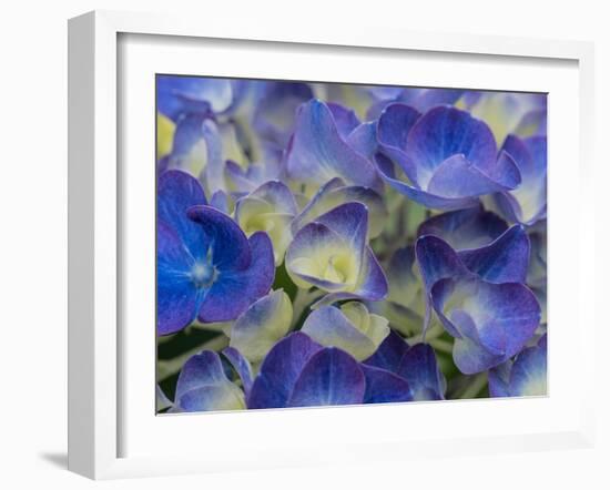 Usa, Washington State, Bellevue. Blue and white Bigleaf hydrangea flower-Merrill Images-Framed Photographic Print