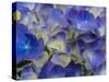 Usa, Washington State, Bellevue. Blue and white Bigleaf hydrangea flower-Merrill Images-Stretched Canvas