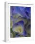 Usa, Washington State, Bellevue. Blue and white Bigleaf hydrangea flower-Merrill Images-Framed Photographic Print