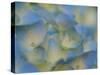 Usa, Washington State, Bellevue. Blue and white Bigleaf hydrangea flower-Merrill Images-Stretched Canvas