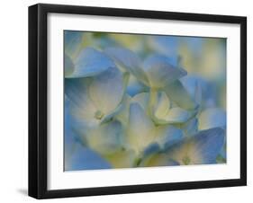 Usa, Washington State, Bellevue. Blue and white Bigleaf hydrangea flower-Merrill Images-Framed Photographic Print