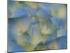 Usa, Washington State, Bellevue. Blue and white Bigleaf hydrangea flower-Merrill Images-Mounted Photographic Print