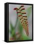 Usa, Washington State, Bellevue. Crocosmia Lucifer flower-Merrill Images-Framed Stretched Canvas
