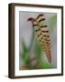 Usa, Washington State, Bellevue. Crocosmia Lucifer flower-Merrill Images-Framed Photographic Print