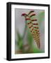 Usa, Washington State, Bellevue. Crocosmia Lucifer flower-Merrill Images-Framed Photographic Print