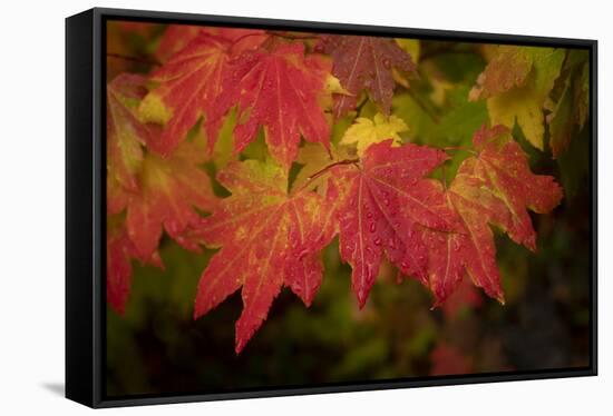 Usa, Washington State, Bellevue. Dewdrops on red and yellow leaves of maple tree in autumn./n-Merrill Images-Framed Stretched Canvas