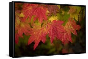 Usa, Washington State, Bellevue. Dewdrops on red and yellow leaves of maple tree in autumn./n-Merrill Images-Framed Stretched Canvas