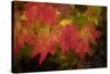 Usa, Washington State, Bellevue. Dewdrops on red and yellow leaves of maple tree in autumn./n-Merrill Images-Stretched Canvas