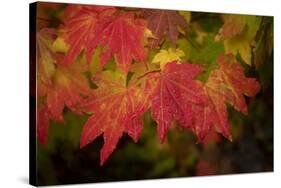 Usa, Washington State, Bellevue. Dewdrops on red and yellow leaves of maple tree in autumn./n-Merrill Images-Stretched Canvas