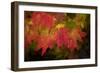 Usa, Washington State, Bellevue. Dewdrops on red and yellow leaves of maple tree in autumn./n-Merrill Images-Framed Photographic Print