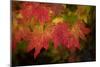 Usa, Washington State, Bellevue. Dewdrops on red and yellow leaves of maple tree in autumn./n-Merrill Images-Mounted Photographic Print