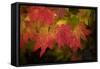 Usa, Washington State, Bellevue. Dewdrops on red and yellow leaves of maple tree in autumn./n-Merrill Images-Framed Stretched Canvas