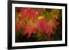 Usa, Washington State, Bellevue. Dewdrops on red and yellow leaves of maple tree in autumn./n-Merrill Images-Framed Photographic Print