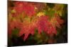 Usa, Washington State, Bellevue. Dewdrops on red and yellow leaves of maple tree in autumn./n-Merrill Images-Mounted Photographic Print