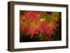 Usa, Washington State, Bellevue. Dewdrops on red and yellow leaves of maple tree in autumn./n-Merrill Images-Framed Photographic Print